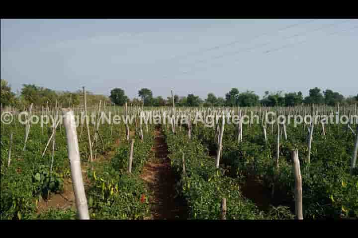 botanical virucide in india